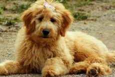 6 Fakta Menarik Anjing Goldendoodle, Berpenampilan Unik dan Enerjik