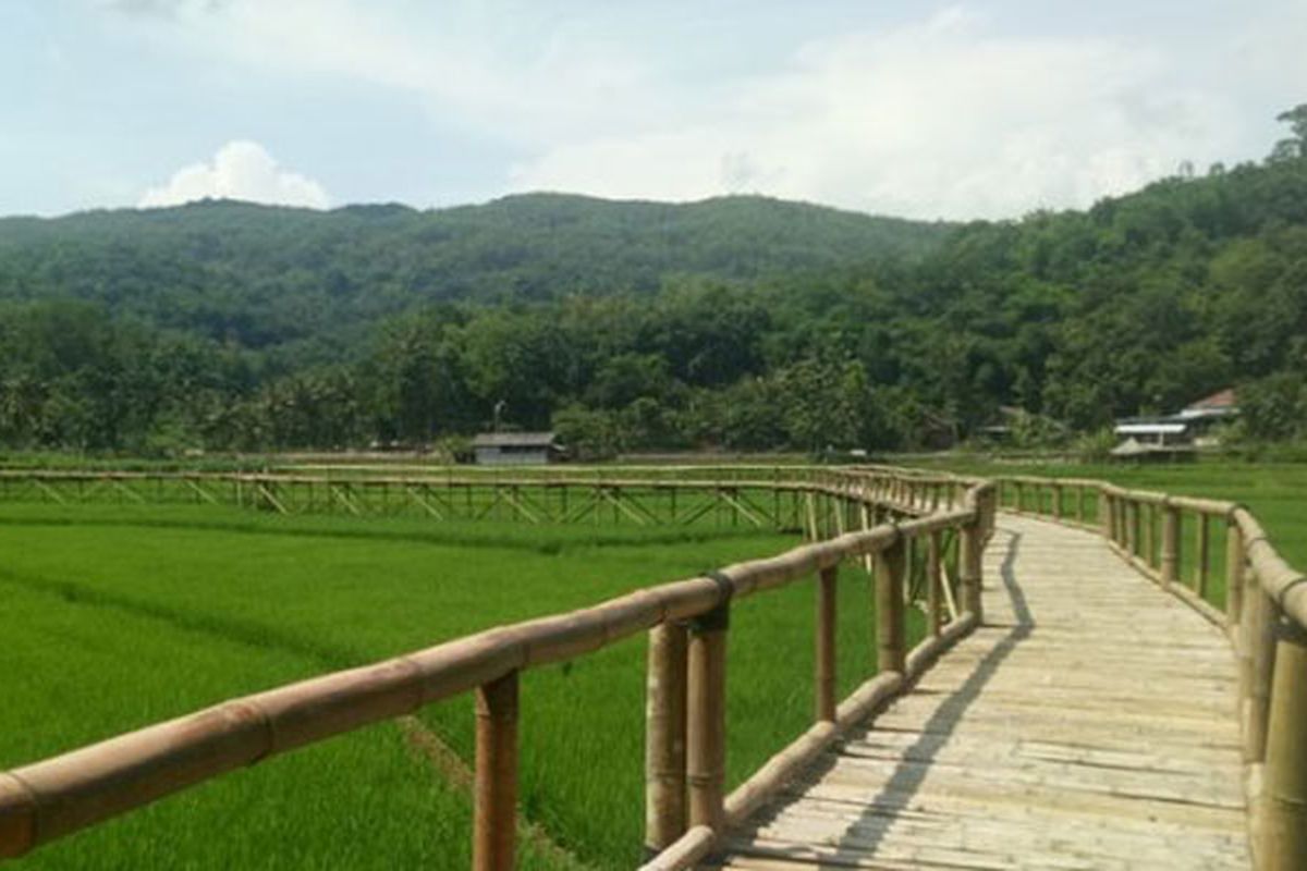 Wisata sawah Sukorame di Mangunan, Dlingo, Bantul, DI Yogyakarta.