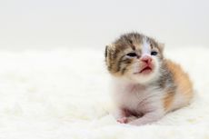Penyebab Anak Kucing yang Baru Lahir Tidak Boleh Disentuh Manusia