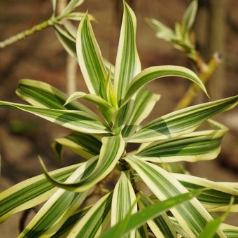 Ilustrasi tanaman hias Dracaena reflexa atau Song of India. 