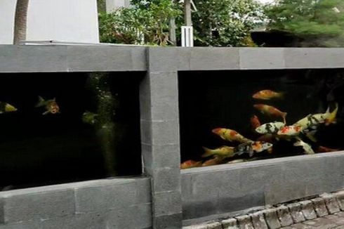 Video Viral, Pagar Rumah dari Kolam Koi Seharga Rp 50 Juta, Ada 80 Ekor Ikan di Dalamnya