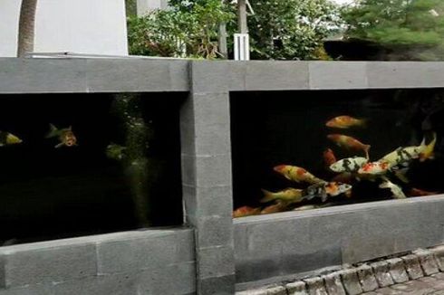 Cerita Jeje Buat Pagar Rumah dari Kolam Ikan, Berisi 80 Ekor Koi, Habiskan Dana Rp 50 Juta