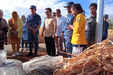 Bapanas Minta Bulog Serap 250.000 Ton Jagung Tahun Ini