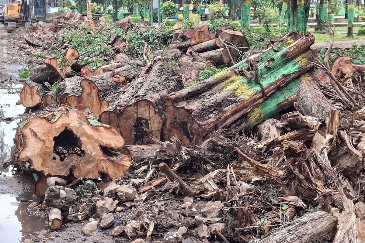 Potongan pohon besar dan rindang yang berserakan di sisi selatan taman kota Sumenep, Jawa Timur. 