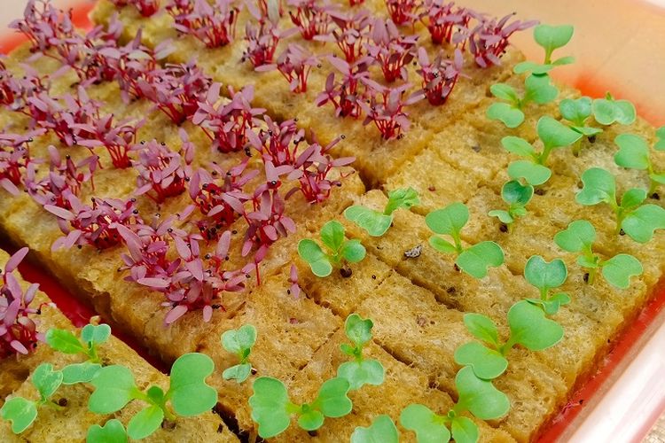 Ilustrasi rockwool, ilustrasi hidroponik.