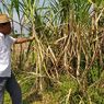 Kejar Swasembada Gula Konsumsi 2025, PTPN Tambah 10 Hektar Lahan Tebu