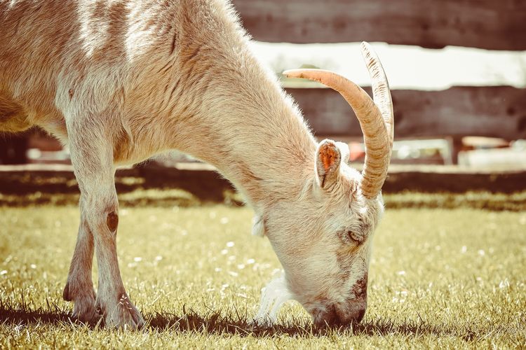 Ilustrasi kambing, ternak kambing. 