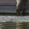 Monyet-monyet Mati Tenggelam di Sumur akibat Gelombang Panas India
