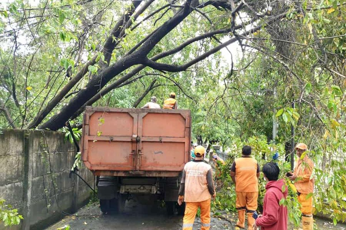 Pohon tumbang akibat hujan deras disertai angin kencang di kawasan Semper Timur Jakarta Utara, Jumat (26/2/2021) dini hari.