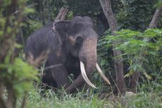 Seekor Gajah Serang dan Lempar Petani yang Sedang BAB di Ladang