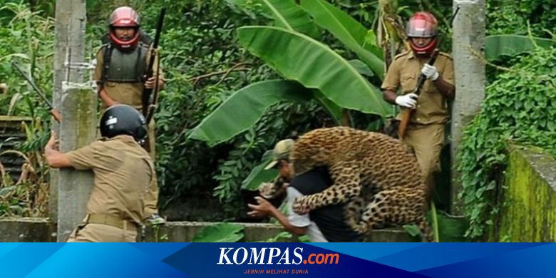 Macan Tutul Masuk Ke Sebuah Kota Di India Warga Panik