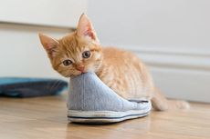 6 Alasan Kucing Peliharaan Menyukai Sepatu Pemiliknya