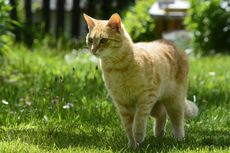 Mengapa Kucing Liar Menyemprotkan Urine di Halaman Rumah? 