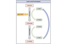 Fermentasi Asam Laktat: Respirasi Tanpa Oksigen