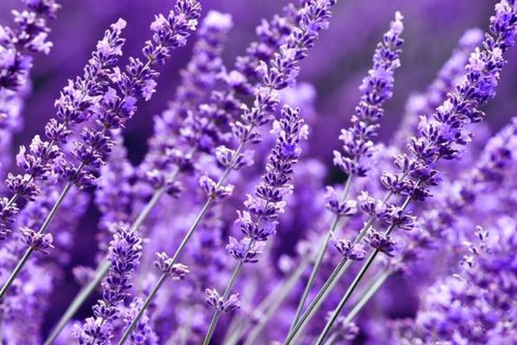 Ilustrasi tanaman lavender.