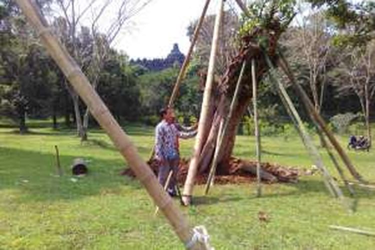 Salah satu pohon Bodhi yang sedang ditanam oleh petugas di lapangan Gunadharma Candi Borobudur, Rabu (22/6/2016).  Pohon yang berusia hampir seabad ini dipandang suci oleh umat Buddha karena menjadi pohon yang pernah dipakai meditasi Sidharta Gautama.