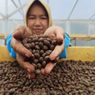 Para Srikandi Tangguh di Balik Kopi Sekarwangi: Dari Ladang hingga Pemberdayaan Difabel