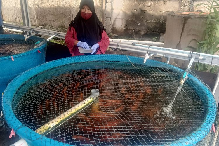 Budi daya ikan nila dengan sistem RAS dalam kolam terpal bundar di fasilitas pengolahan sampah organik berbasis komunitas pemulung di Kecamatan Duren Sawit, Jakarta Timur pada Jumat (13/2/2026).
