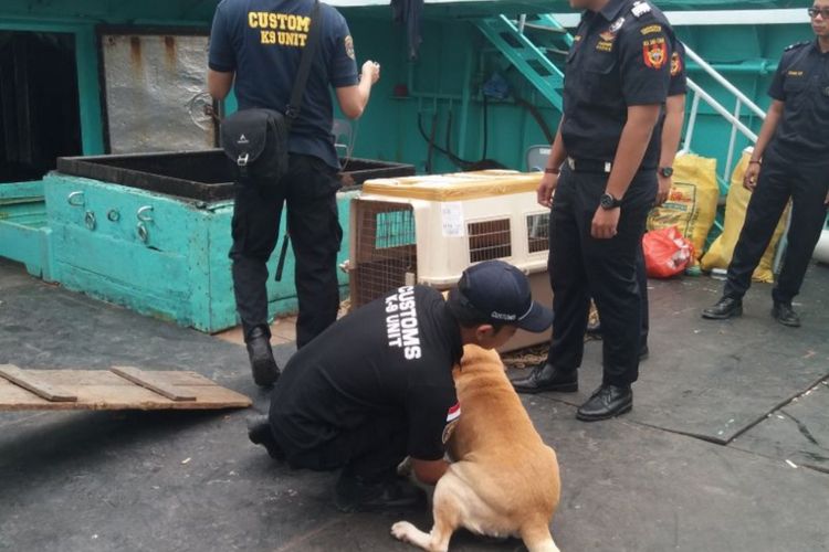 Salah satu K9 dari Bea Cukai Batam saat akan melakukan pencarian narkotika di Kapal MV Win Long.