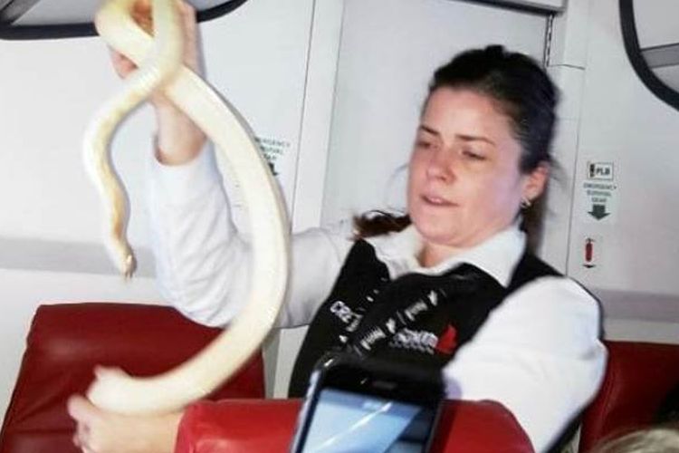 Seorang pramugari maskapai penerbangan Ravn Alaska sedang menangkap ular peliharaan milik seorang penumpang yang tertinggal di kabin pesawat.
