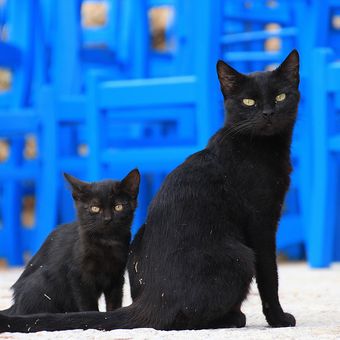 Ilustrasi kucing hitam. 