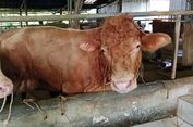Sapi Berbobot 900 Kg Milik Peternak Reban Batang Terpilih sebagai Hewan Kurban Presiden Prabowo