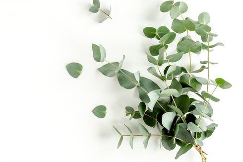 Mengenal Daun Eucalyptus dan Segudang Manfaatnya