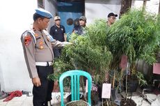 Ulah Nekat Pria di Cengkareng, Pilih Berkebun Ganja di Loteng Rumah karena Tak Punya Pekerjaan