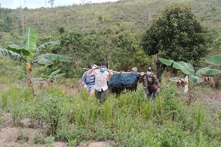 Tim BKSDA Kaltim mengevakuasi orangutan di Bontang Lestari menuju di Balai Taman Nasional Kutai di Sangkima, Jalan Poros Bontang Sangatta, Kaltim, Jumat (29/5/2020). 