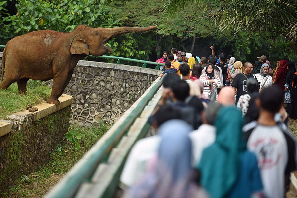 Sejumlah wisatawan mengamati gajah sumatra (Elephas maximus sumatranus) di Taman Margasatwa Ragunan (TMR), Jakarta Selatan, Kamis (6/6/2019). Pengelola kebun binatang tersebut memprediksi jumlah pengunjung selama masa libur Lebaran 2019 mencapai 50.000-70.000 wisatawan setiap hari.