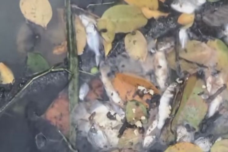 Tiga Hari Ribuan Ikan Mati di Sungai Pering Seluma, Kades Sebut Sungai Sudah Rusak