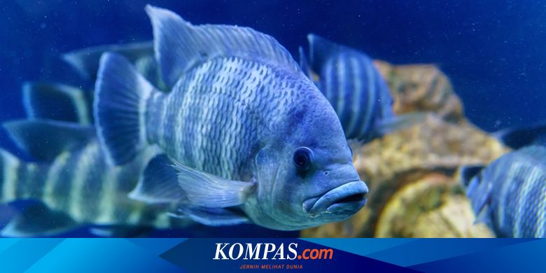 660+ Ikan Konsumsi Yang Habitatnya Di Air Laut Adalah Ikan Terbaik