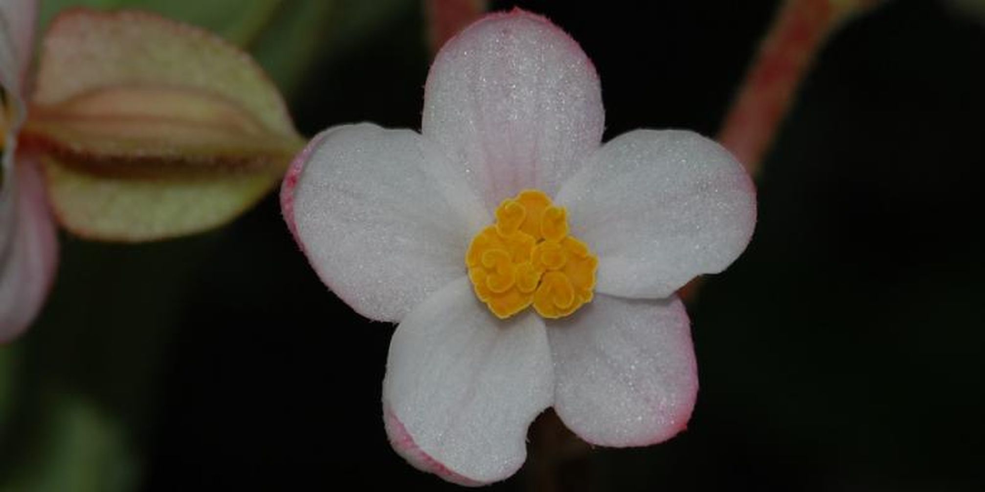 1848330begonia Siregarii780x390 Jpg