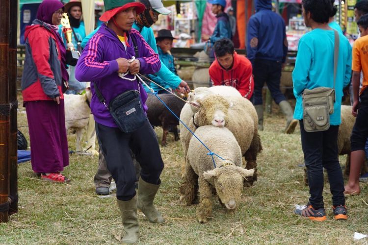Domba di Dieng Culture Festival 2019.