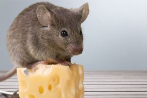 Ahli Hama Bocorkan 9 Cara Alami Mengusir Tikus dari Dalam Dapur