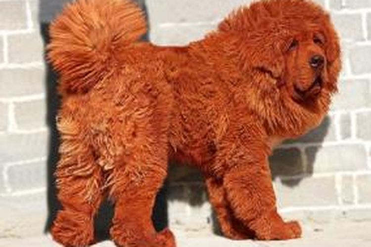 Anjing mastiff Tibet bernama Big Splash
