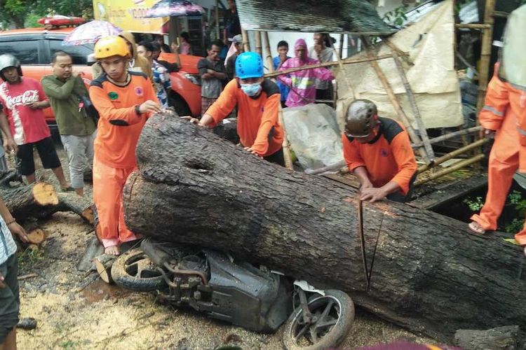 Pohon asam yang tumbang karena dihempas angin kencang di Jl. Raya Pamekasan - Sumenep Kamis (10/2/2022) menimpa motor pengendara sehingga motor tersebut remuk.
