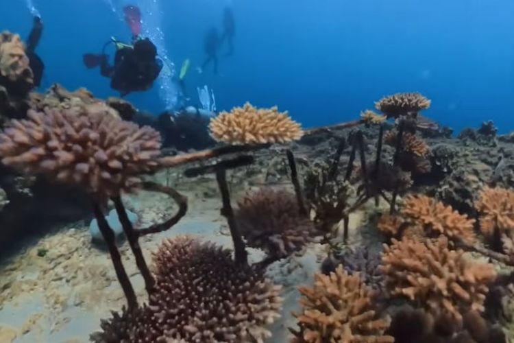 Upaya PT Vale Indonesia Tbk melakukan transplantasi terumbu karang menggunakan metode spider di area Bulu Poloe. 