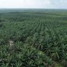 Kelapa Sawit dan Deforestasi: Menjaga Kemajuan di Tengah Ancaman Baru