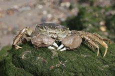 [HOAKS] Video Kepiting Raksasa di Kupang