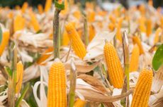 Simak, Cara Menanam Jagung Manis agar Berbuah Besar di Lahan Gambut