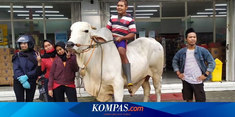 Sapi yang Kabarnya Viral Dinaiki ke Minimarket Dibeli Polisi Seharga Rp 85 Juta