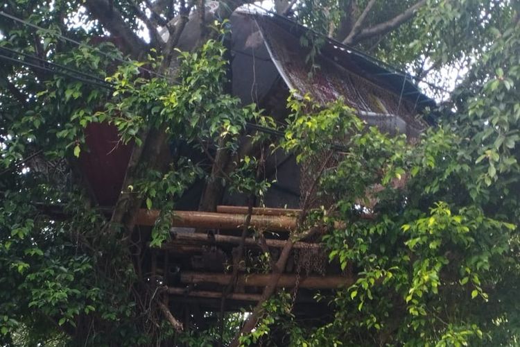 Rumah pohon yang berada di atas pohon beringin berukuran besar di depan Masjid Al Ikhlas, Jalan Raya Langsep, Kelurahan Bareng, Kecamatan Klojen, Kota Malang dibongkar oleh Satpol PP pada Selasa (21/3/2023). 