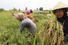Gagal Panen, Petani di Karawang Tak Merugi Berkat Asuransi Pertanian 