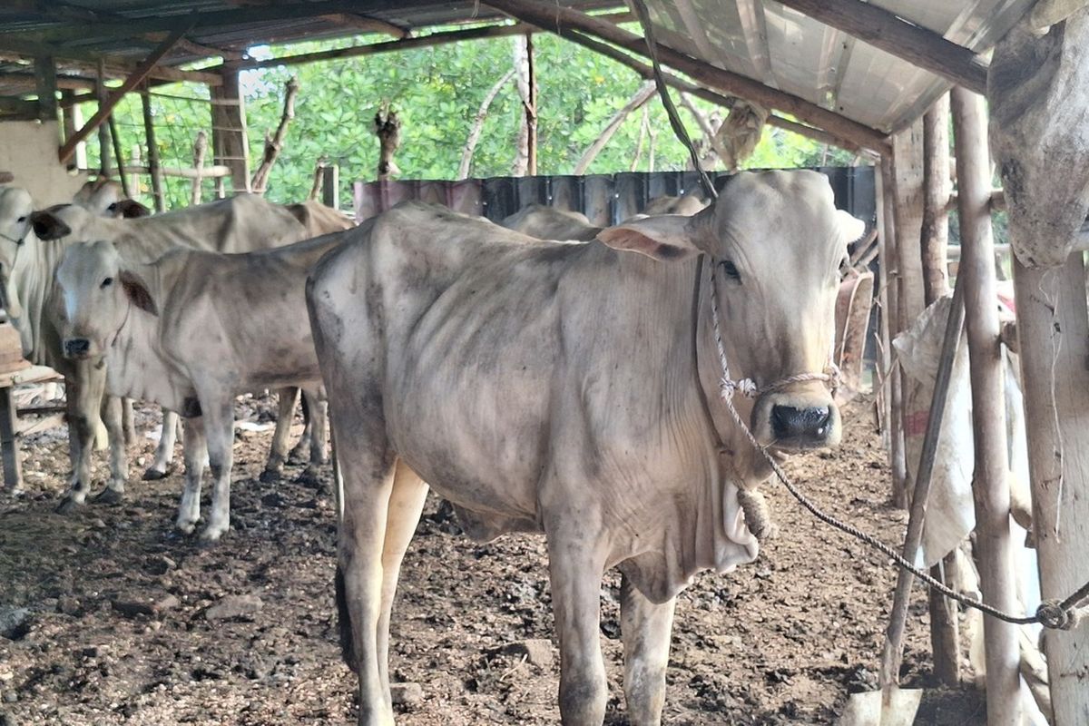 Peternak Sapi di Banda Aceh Lebih Siap Hadapi PMK dengan Program Vaksinasi