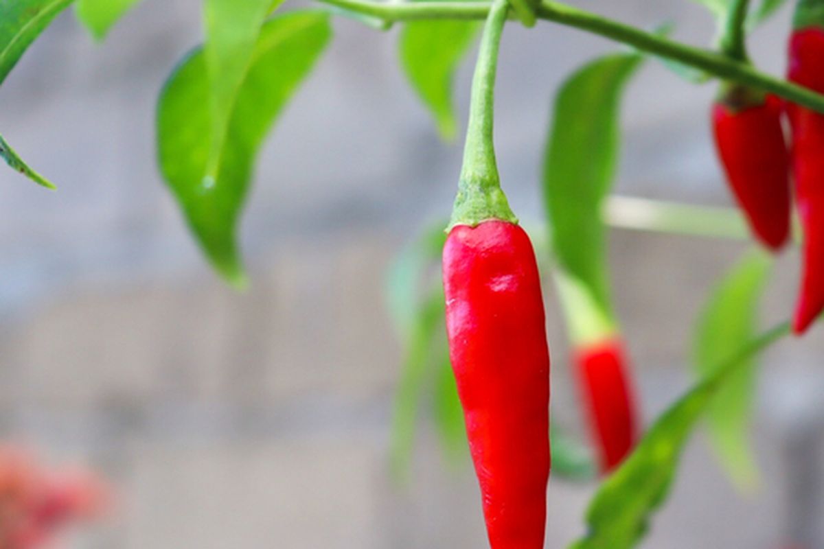 Ilustrasi tanaman cabai rawit. 