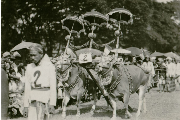 Karapan sapi di Jawa Timur tahun 1920