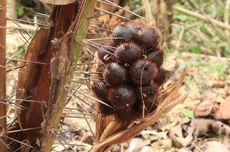 Cara Menanam Salak Sidimpuan agar Panennya Maksimal