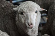 Inseminasi Sukses, Puluhan Domba Hamil dengan Sperma Berumur 50 Tahun
