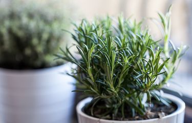 Ilustrasi tanaman rosemary, daun rosemary.